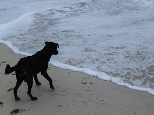 Tollwut Reisegesundheit - Streunende Hunde